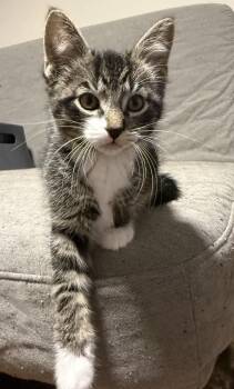 Luffy -  Tabby and Domestic Short Hair Cat for Adoption in Island Lake, Illinois - Luffy | PetCurious