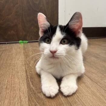 Domestic Short Hair Cats Available for Adoption - Bubba | PetCurious