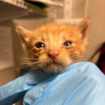 Grasshopper -  Domestic Short Hair Cat for Adoption in Yuma, Arizona - Grasshopper | PetCurious