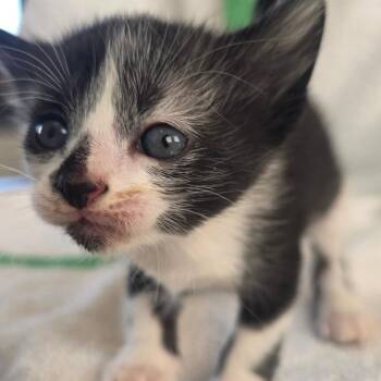 Domestic Short Hair Cats Available for Adoption in Chapel Hill, North Carolina - Leia | PetCurious