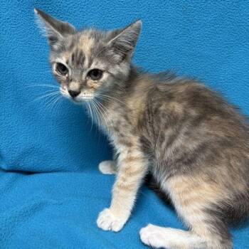 Presley -  Domestic Short Hair Cat for Adoption in Valdosta, Georgia - Presley | PetCurious