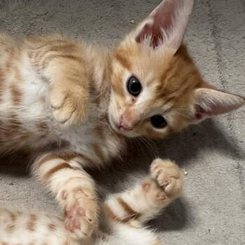 Cheez It -  Domestic Short Hair Cat for Adoption in Brea, California - Cheez It | PetCurious