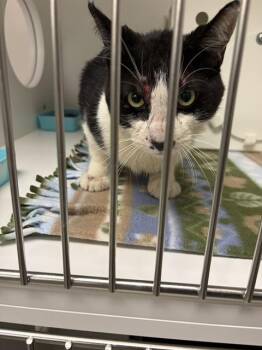 A012465 -  Domestic Short Hair Cat for Adoption in Ontario, California - A012465 | PetCurious