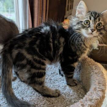Rescue Domestic Medium Hair Cats for Adoption in Lake Orion, Michigan - Durian | PetCurious