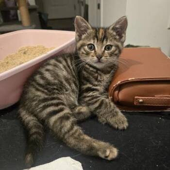 American Shorthair Cats Available for Adoption in Lincoln Park, New Jersey - Jem | PetCurious