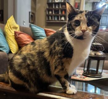 Patches -  Domestic Short Hair and Calico Cat for Adoption in Mesquite, Texas - Patches | PetCurious