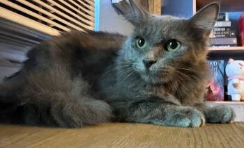 Rescue Domestic Short Hair Cats for Adoption in Lodi, California - Dawn | PetCurious