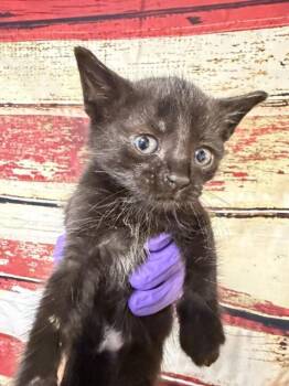 Domestic Short Hair Cats Available for Adoption in Doral, Florida - MOANA | PetCurious