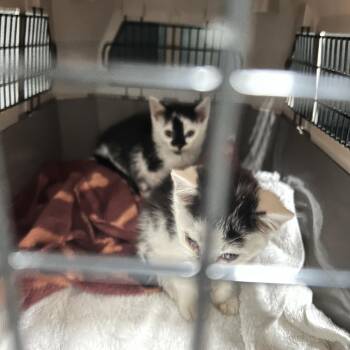 ZAG -  Domestic Short Hair Cat for Adoption in Greensboro, North Carolina - ZAG | PetCurious