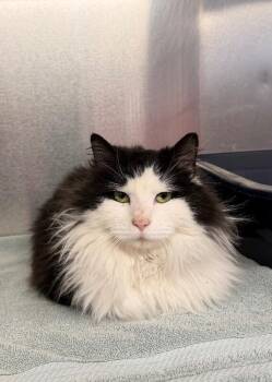 Domestic Long Hair Cats Available for Adoption - Denise | PetCurious