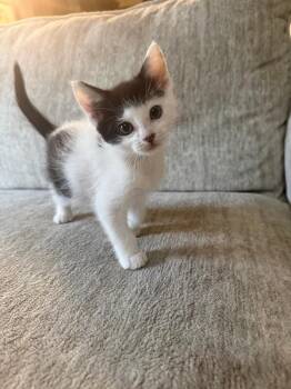 Domestic Short Hair Cats Available for Adoption in Fruit Heights, Utah - Sheldon | PetCurious