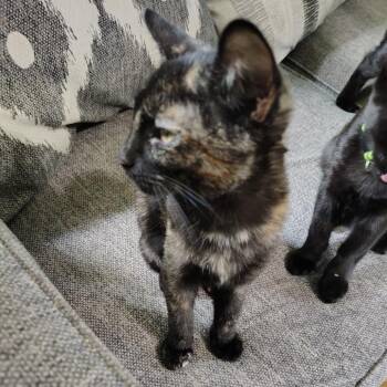 Rescue Domestic Short Hair Cats for Adoption in Beulaville, North Carolina - Collett | PetCurious