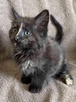 Haven -  Tortoiseshell Cat Available for Adoption in York, Nebraska - Haven | PetCurious