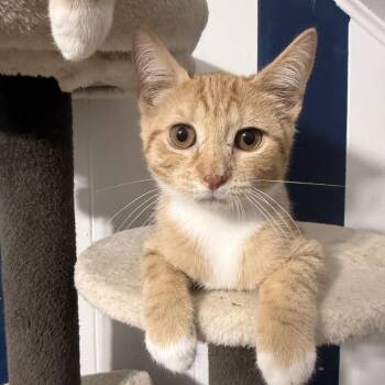 Outrageous Orange -  Domestic Short Hair Cat for Adoption in Jarrettsville, Maryland - Outrageous Orange | PetCurious