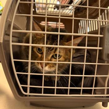 Vienna -  Domestic Short Hair Cat for Adoption in League City, Texas - Vienna | PetCurious