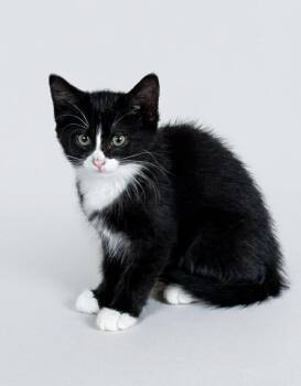 Salvador -  Domestic Medium Hair Cat for Adoption - Salvador | PetCurious