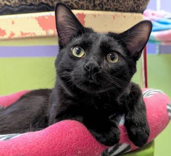 Domestic Short Hair Cats Available for Adoption - Winston | PetCurious