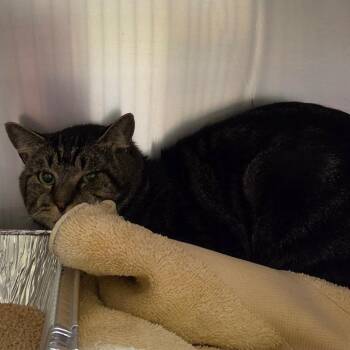 Morph -  Domestic Short Hair Cat for Adoption in Asheville, North Carolina - Morph | PetCurious