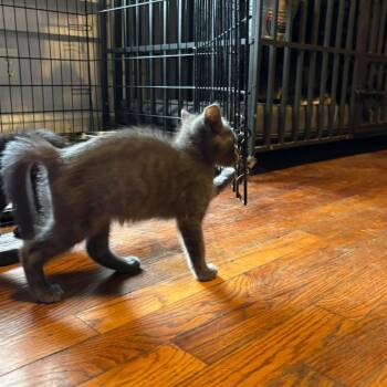 Spark Plug -  Russian Blue and Domestic Short Hair Cat for Adoption in Georgetown, Kentucky - Spark Plug | PetCurious