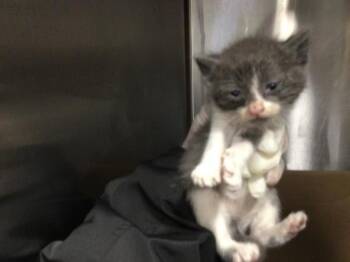 Domestic Short Hair Cats Available for Adoption in Thousand Palms, California - PIP | PetCurious