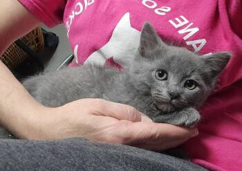 Sky -  Domestic Short Hair Cat Available for Adoption in Dickson, Tennessee - Sky | PetCurious
