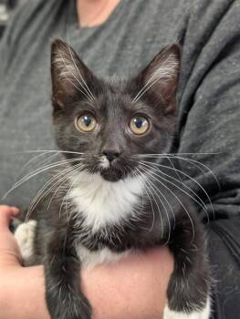 BOGEY -  Domestic Short Hair Cat for Adoption in Canfield, Ohio - BOGEY | PetCurious
