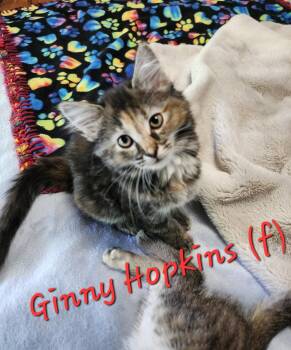 Rescue Domestic Medium Hair and Torbie Cats for Adoption in Clarksville, Tennessee - Ginny Hopkins | PetCurious