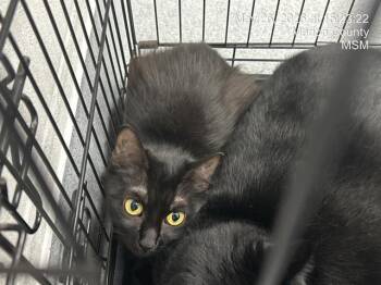 CELESTIAL -  Domestic Medium Hair Cat Available for Adoption in Ocala, Florida - CELESTIAL | PetCurious
