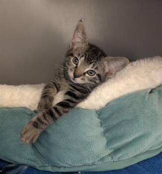 BAYOU -  Domestic Short Hair Cat for Adoption in Leesburg, Virginia - BAYOU | PetCurious