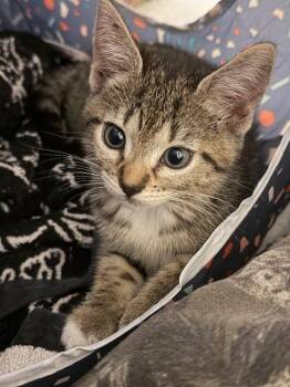 Volts -  Domestic Short Hair Cat for Adoption in Cincinnati, Ohio - Volts | PetCurious