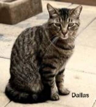 Tabby Cats Available for Adoption in Franklin, Tennessee - DALLAS | PetCurious