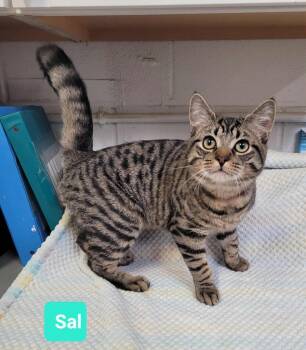 Rescue Domestic Short Hair Cats for Adoption in Richmond, Indiana - Sal | PetCurious