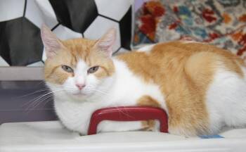 Tabby and Domestic Short Hair Cats Available for Adoption in Marietta, Ohio - Princess Havarti (Spayed) (Empty-Nester) Updated Photos May 2026 | PetCurious