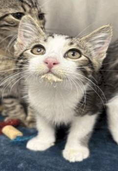 Arnette -  Domestic Short Hair Cat for Adoption in Cincinnati, Ohio - Arnette | PetCurious