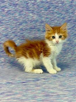 Vaughn -  Domestic Medium Hair Cat for Adoption in Nacogdoches, Texas - Vaughn | PetCurious