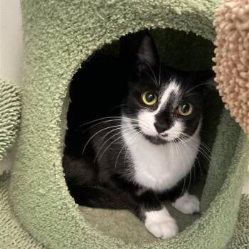 Rescue Domestic Short Hair Cats for Adoption in Long Beach, California - Saturn | PetCurious