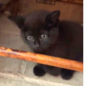 John Wick -  Domestic Long Hair Cat for Adoption in Long Beach, California - John Wick | PetCurious