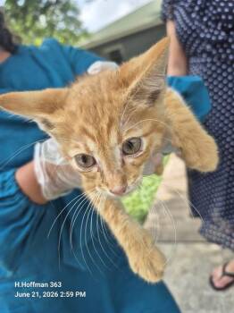 RUDDY -  Domestic Short Hair Cat for Adoption in San Antonio, Texas - RUDDY | PetCurious