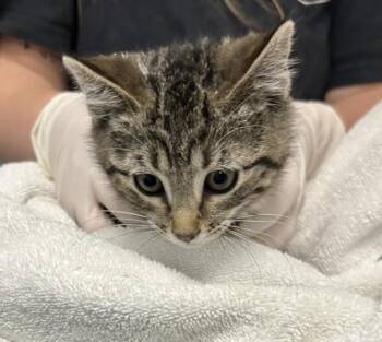 Heath -  Domestic Short Hair Cat for Adoption in Golden, Colorado - Heath | PetCurious