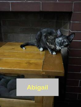 Rescue Domestic Short Hair Cats for Adoption in Hawthorne, New Jersey - Abigail Of The Fantastic Four!!! | PetCurious
