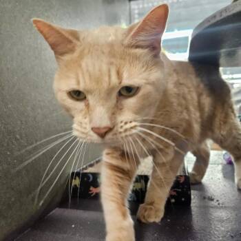 Clayton -  Domestic Short Hair Cat for Adoption in Granville, Ohio - Clayton | PetCurious