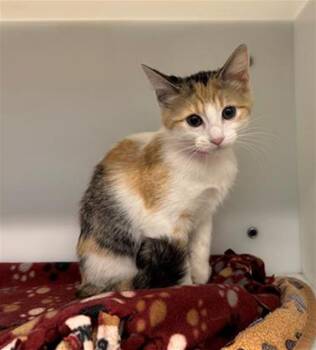 Domestic Short Hair Cats Available for Adoption in Peoria, Illinois - ANNIE MAE | PetCurious