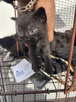 Domestic Short Hair Cats Available for Adoption in Houston, Texas - A654615 | PetCurious