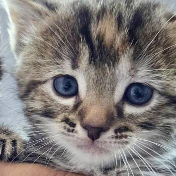 Ariel -  Domestic Short Hair Cat for Adoption in Mt. Juliet, Tennessee - Ariel | PetCurious