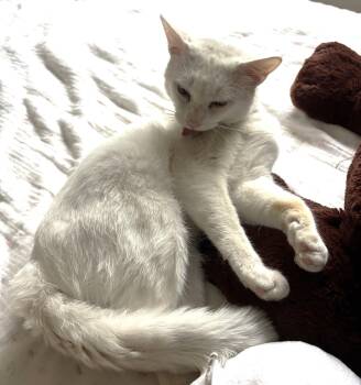 Domestic Short Hair Cats Available for Adoption in Oakland, California - Yuki | PetCurious