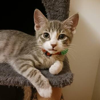 Rescue Domestic Short Hair Cats for Adoption in Troy, Illinois - Happy | PetCurious
