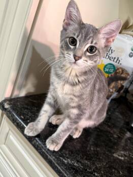 Winston -  Domestic Short Hair Cat for Adoption in San Antonio, Texas - Winston | PetCurious