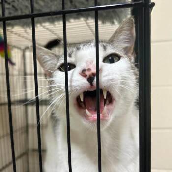 Harry-2816 -  Domestic Short Hair Cat for Adoption in Tyler, Texas - Harry-2816 | PetCurious
