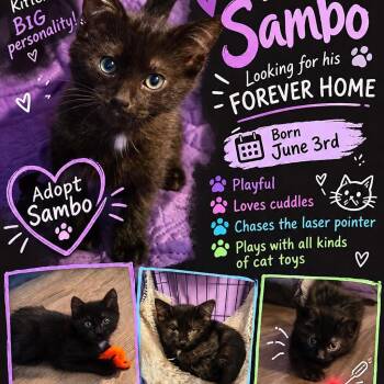 Sambo -  Domestic Short Hair Cat for Adoption in Pottsboro, Texas - Sambo | PetCurious