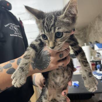 Kringle -  Domestic Short Hair Cat for Adoption in Dickinson, Texas - Kringle | PetCurious